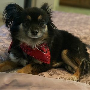 Meet your Posher, Zevart